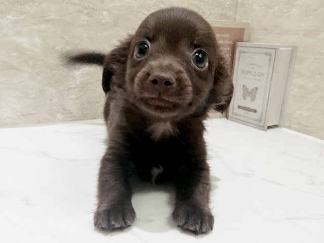 三重県のチワックス(チワワ×ダックス) (ペッツファースト鈴鹿店/2026年2月3日生まれ/男の子/チョコレート)の子犬の1枚目の画像