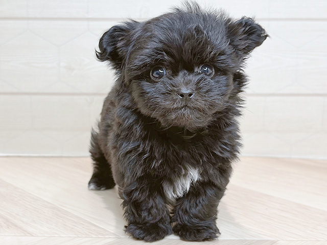 ペキプー, 性別 男の子, 誕生日 2026/02/05, 毛色 ブラックホワイト, 出身 茨城県, 店舗 レイクタウン店(埼玉県), お問い合わせ番号 2600220