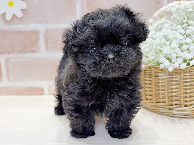 福岡県のペキプー(ペキニーズ×プードル) (ペッツファースト筑紫野店/2026年2月5日生まれ/男の子/ブラック)の子犬の1枚目の画像