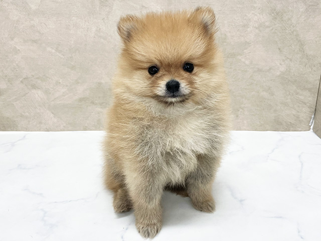 ポメラニアン