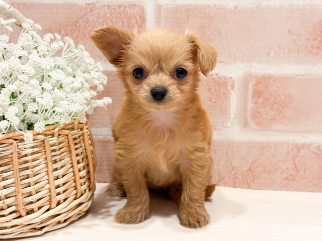 東京都のチワプー/プーチー(チワワ×プードル) (ペッツファースト町田店/2026年2月3日生まれ/女の子/アプリコット)の子犬の1枚目の画像