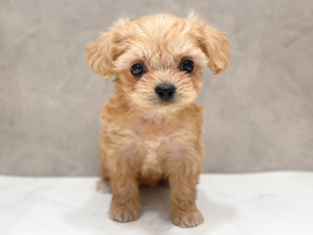 千葉県のチワプー/プーチー(チワワ×プードル) (ペッツファーストららぽーとTOKYO-BAY店/2026年2月3日生まれ/女の子/アプリコット)の子犬の1枚目の画像