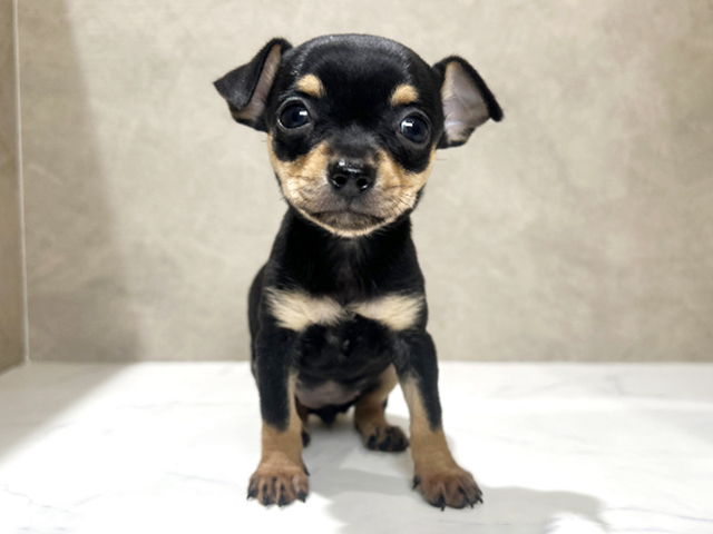 秋田県のチワピン(チワワ×ミニチュアピンシャー) (ペッツファースト秋田店/2026年2月5日生まれ/女の子/ブラックタン)の子犬の1枚目の画像