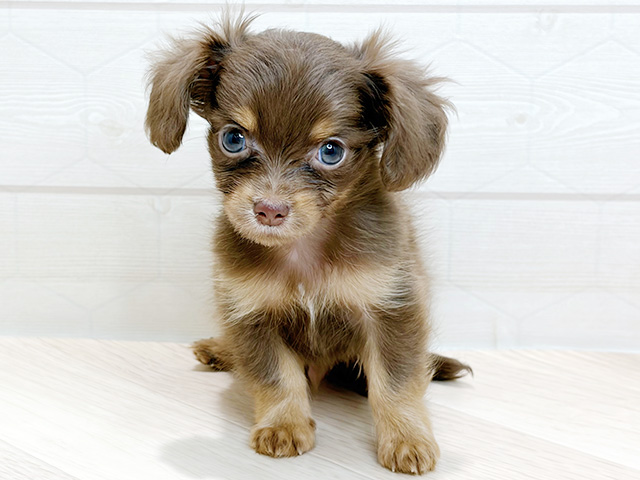 埼玉県のチワックス(チワワ×ダックス) (ペッツファーストレイクタウン店/2026年2月4日生まれ/男の子/チョコレートタン)の子犬の1枚目の画像