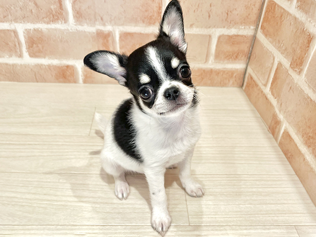 チワワ(スムース), 性別 男の子, 誕生日 2026/02/03, 毛色 ホワイトブラックタン, 出身 福岡県, 店舗 荻窪店(東京都), お問い合わせ番号 2630120