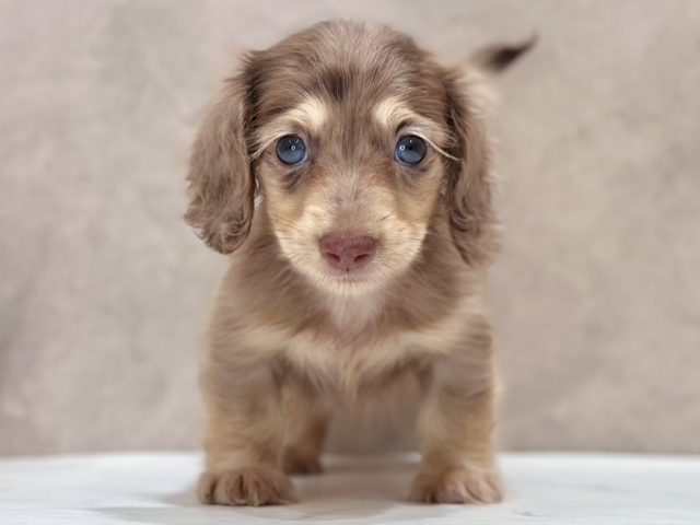 東京都のカニンヘンダックスフンド(ロング) (ペッツファースト新宿店/2026年2月5日生まれ/男の子/チョコレートダップル)の子犬の1枚目の画像