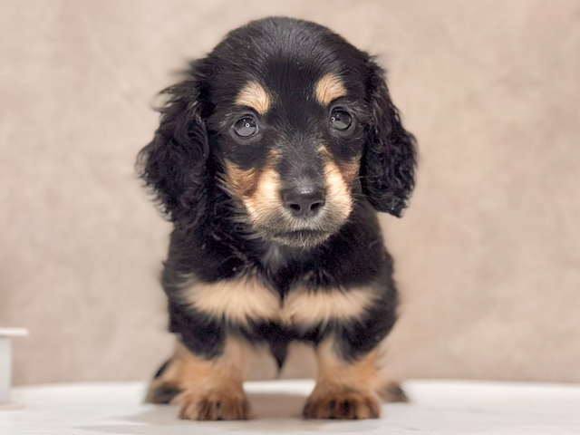 東京都のカニンヘンダックスフンド(ロング) (ペッツファースト新宿店/2026年2月5日生まれ/男の子/ブラックタン)の子犬の1枚目の画像