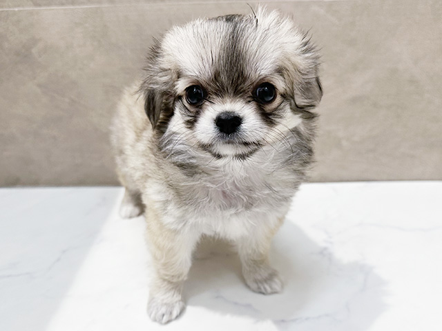 福岡県のチワワ(ロング) (ペッツファースト福津店/2026年2月5日生まれ/女の子/フォーンホワイト)の子犬の1枚目の画像