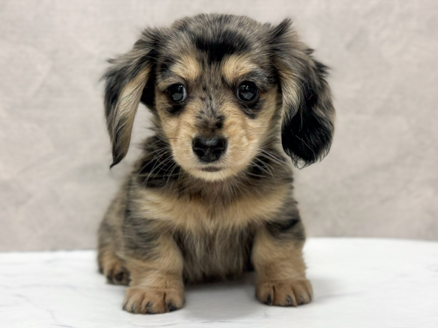 東京都のカニンヘンダックスフンド(ロング) (ペッツファースト池袋店/2026年2月2日生まれ/男の子/シルバーダップル)の子犬の1枚目の画像