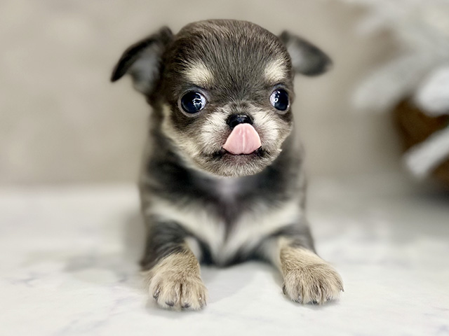 大阪府のチワワ(ロング) (ペッツファースト茶屋町店/2026年2月5日生まれ/男の子/ブルータン)の子犬の1枚目の画像