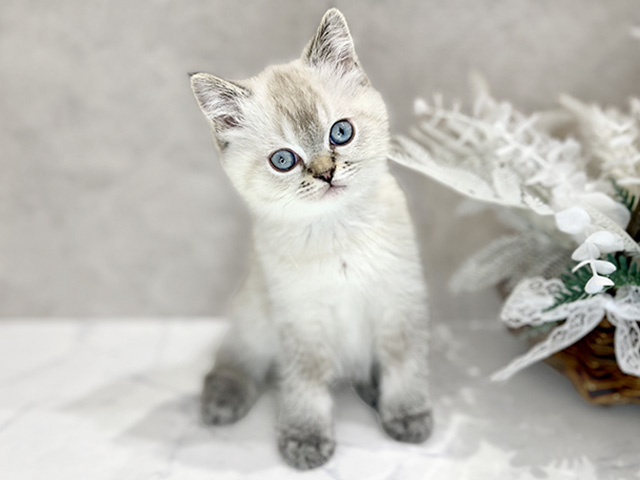 大阪府のブリティッシュショートヘアー (ペッツファースト茶屋町店/2026年2月5日生まれ/女の子/ブルーポイント)の子猫の1枚目の画像