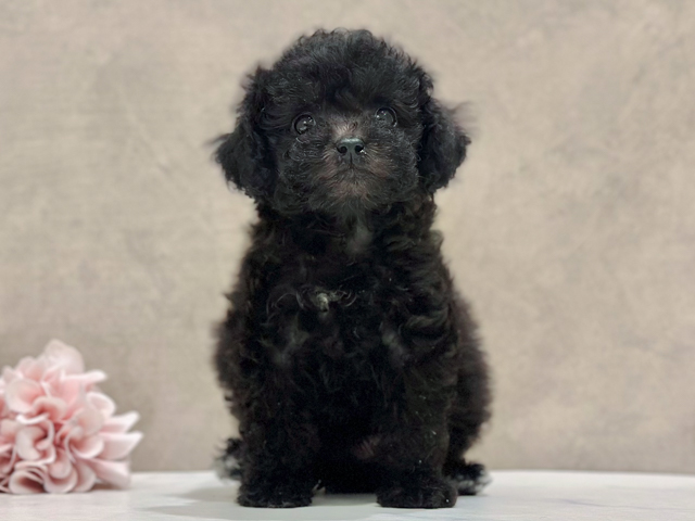 東京都のトイプードル(ティーカップ) (ペッツファースト新宿店/2026年2月5日生まれ/女の子/シルバー)の子犬の1枚目の画像