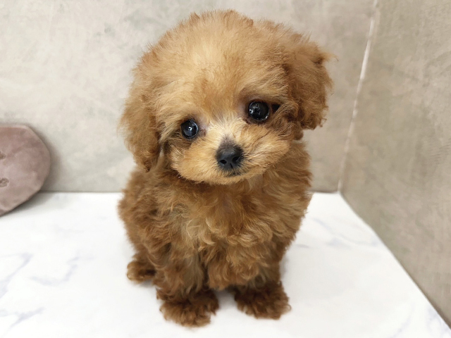 トイプードル(ロイヤルティー), 性別 男の子, 誕生日 2026/01/29, 毛色 レッド, 出身 香川県, 店舗 京都四条河原町店(京都府), お問い合わせ番号 2660024