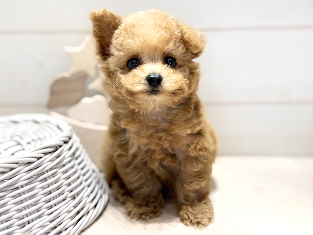 群馬県のトイプードル(ティーカップ) (ペッツファースト高崎店/2026年2月5日生まれ/男の子/レッド)の子犬の1枚目の画像