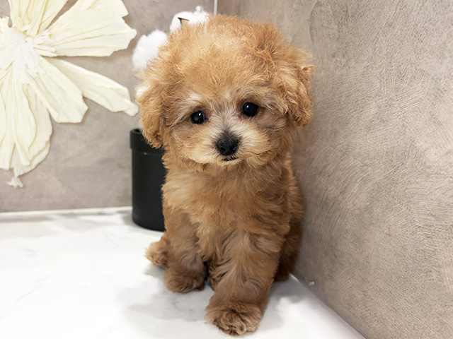 兵庫県のトイプードル(ティーカップ) (ペッツファースト神戸三宮センター街店/2026年2月5日生まれ/男の子/レッド)の子犬