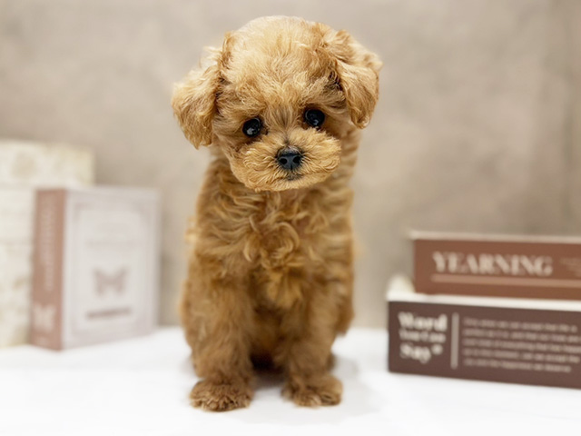 奈良県のトイプードル(ティーカップ) (ペッツファースト橿原店/2026年2月5日生まれ/女の子/レッド)の子犬の1枚目の画像