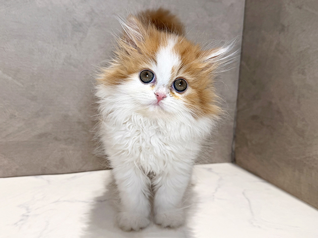 東京都のラガマフィン (ペッツファースト神楽坂店/2026年2月4日生まれ/男の子/レッドタビーホワイト)の子猫の1枚目の画像