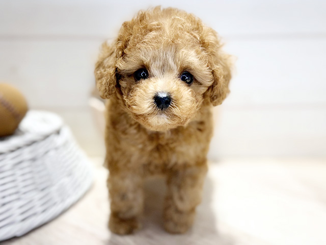 トイプードル