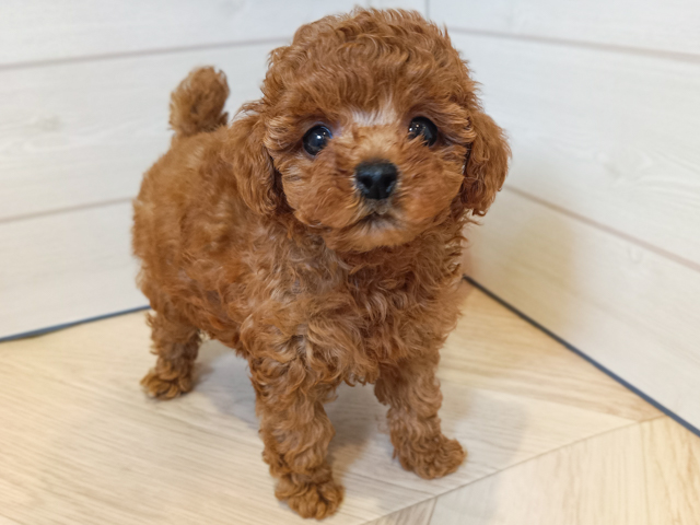 神奈川県のトイプードル(タイニー) (ペッツファースト川崎店/2026年2月5日生まれ/女の子/レッド)の子犬の1枚目の画像