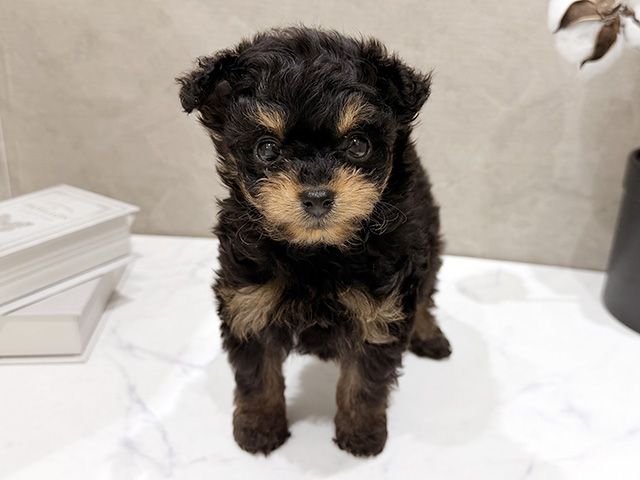 大阪府のポメプー(ポメラニアン×プードル) (ペッツファースト難波店/2026年2月2日生まれ/女の子/ブラックタン)の子犬