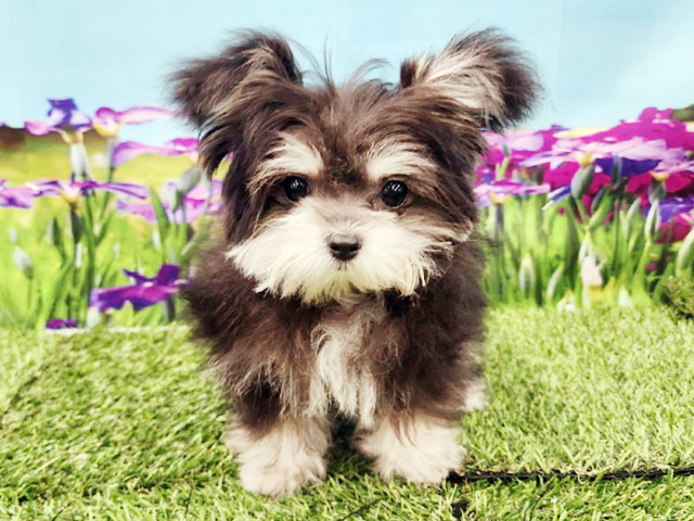 埼玉県のポメマル/マルポメ(ポメラニアン×マルチーズ) (ペッツファースト久喜菖蒲店/2025年12月14日生まれ/女の子/ブラックタン)の子犬の1枚目の画像