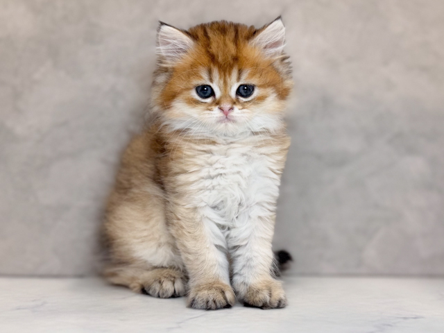 ブリティッシュ