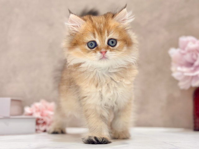 ブリティッシュ