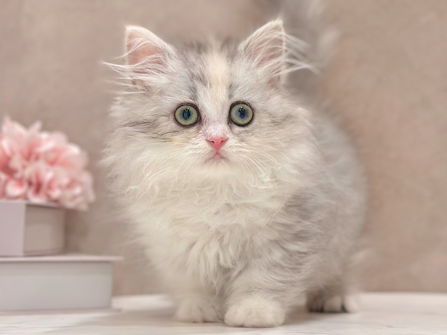 東京都のミヌエット (ペッツファースト新宿店/2026年1月22日生まれ/女の子/シルバーパッチドタビー)の子猫の1枚目の画像