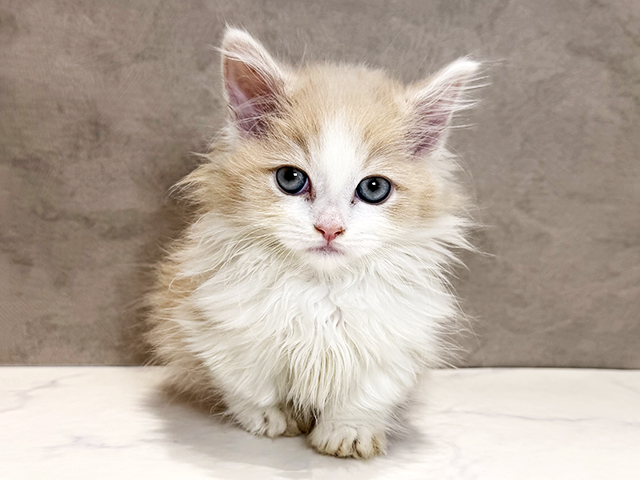 東京都のマンチカン (ペッツファースト神楽坂店/2026年2月5日生まれ/男の子/クリームタビーホワイト)の子猫