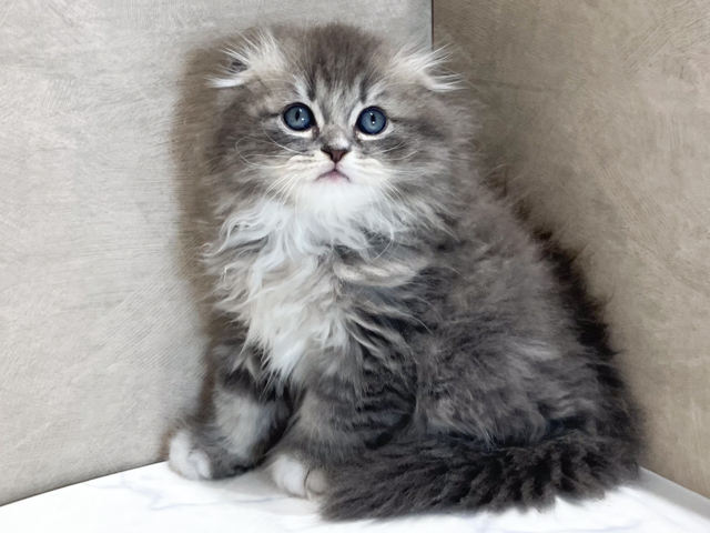 スコティッシュフォールド