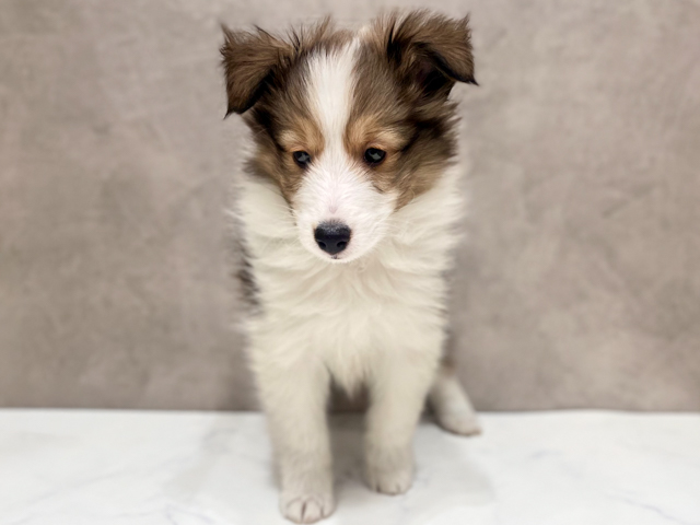 千葉県のシェットランドシープドッグ (ペッツファーストららぽーとTOKYO-BAY店/2026年2月6日生まれ/女の子/セーブルホワイト)の子犬の1枚目の画像