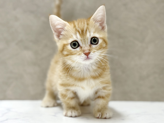 大阪府のマンチカン (ペッツファースト東大阪店/2026年2月1日生まれ/女の子/レッドタビー)の子猫の1枚目の画像