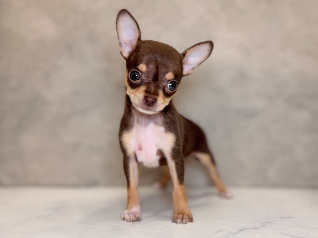 チワワ(スムース), 性別 女の子, 誕生日 2026/02/06, 毛色 チョコタン, 出身 茨城県, 店舗 PETEMOレイクタウンmori店(埼玉県), お問い合わせ番号 2600243