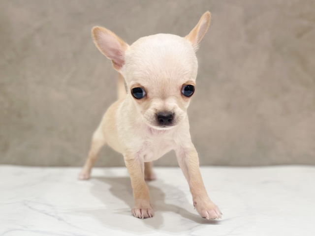 千葉県のチワワ(スムース) (ペッツファーストららぽーとTOKYO-BAY店/2026年2月6日生まれ/女の子/クリーム)の子犬の1枚目の画像