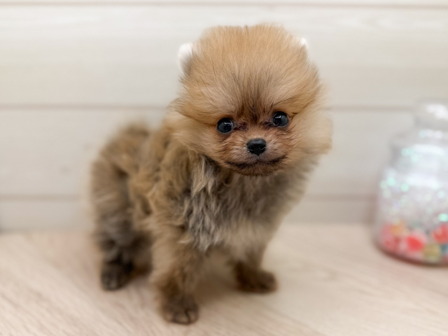 東京都のポメラニアン (ペッツファースト渋谷店/2026年2月6日生まれ/男の子/オレンジ)の子犬の1枚目の画像