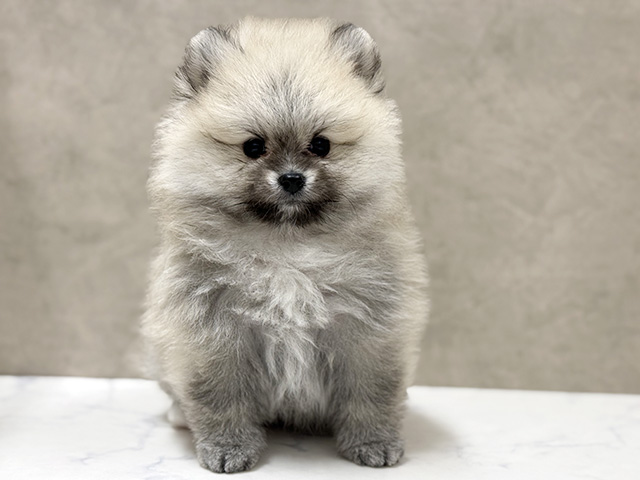 ポメラニアン