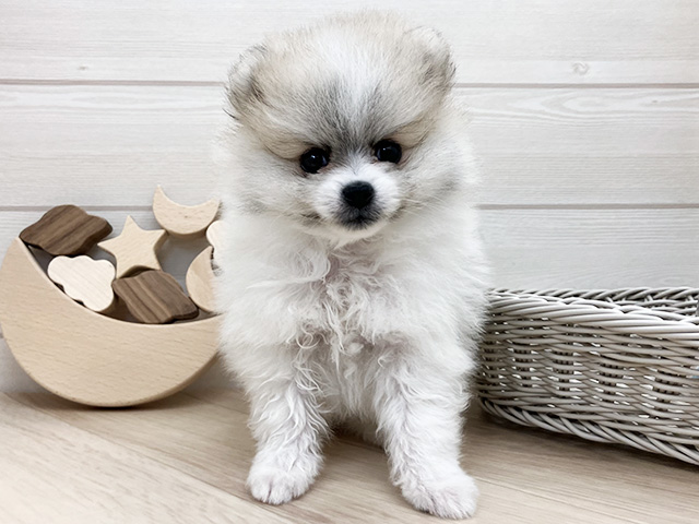 愛知県のポメラニアン (ペッツファースト大高店/2026年2月6日生まれ/女の子/パーティーカラー)の子犬