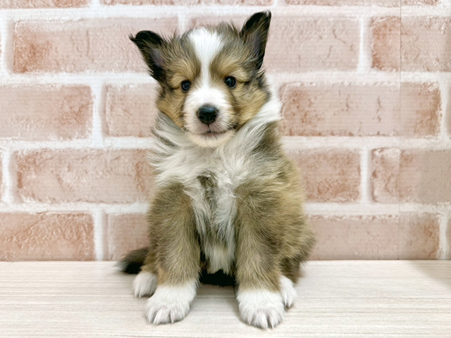 大阪府のシェットランドシープドッグ (ペッツファースト茨木店/2026年2月6日生まれ/男の子/セーブルホワイト)の子犬