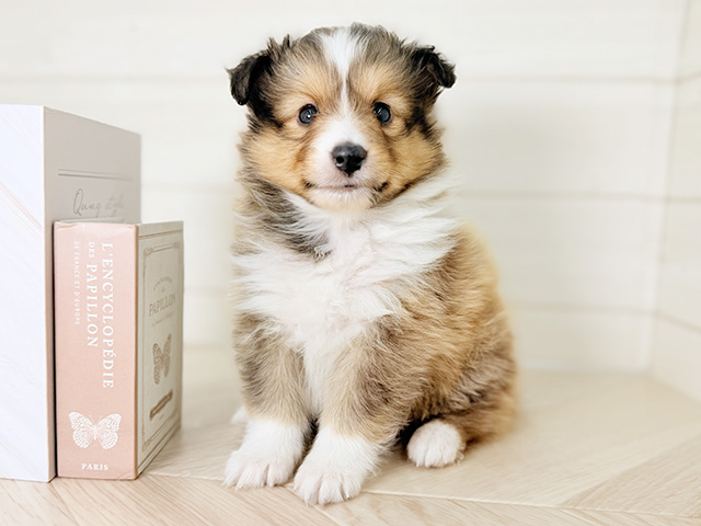 大阪府のシェットランドシープドッグ (ペッツファースト寝屋川店/2026年2月6日生まれ/男の子/セーブルホワイト)の子犬