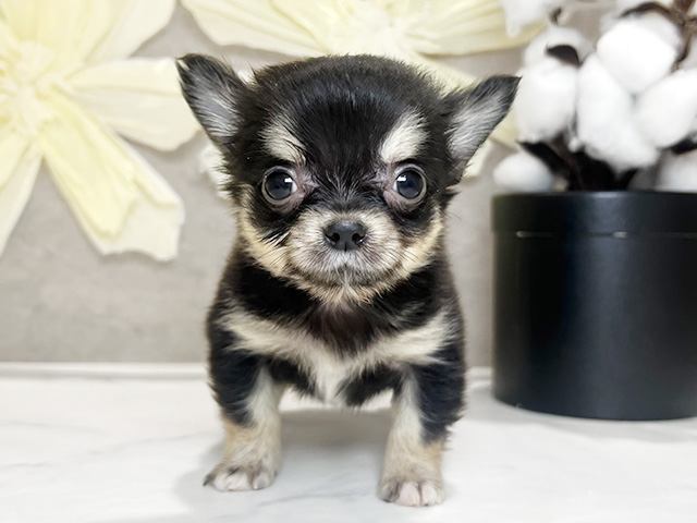 兵庫県のチワワ(ロング) (ペッツファースト神戸三宮センター街店/2026年2月6日生まれ/女の子/ブラッククリーム)の子犬
