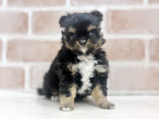 大阪府のチワワ(ロング) (ペッツファースト北心斎橋店/2026年2月4日生まれ/女の子/ブラックタンホワイト)の子犬