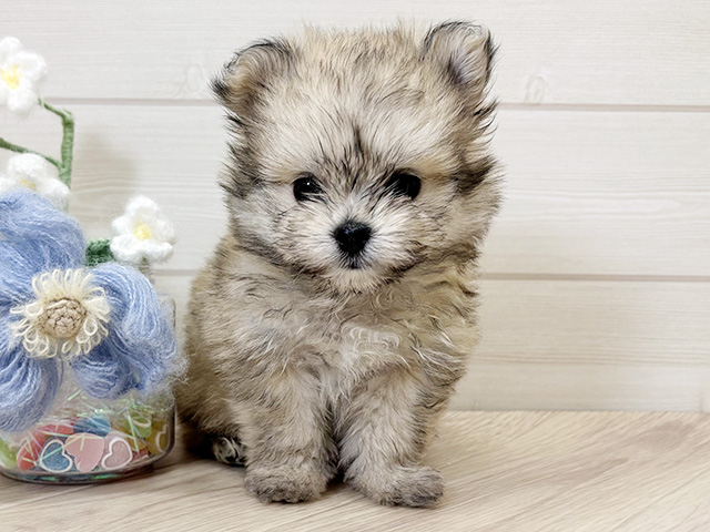 大阪府のポメマル/マルポメ(ポメラニアン×マルチーズ) (ペッツファーストららぽーと門真店/2026年2月6日生まれ/女の子/クリームセーブル)の子犬の1枚目の画像