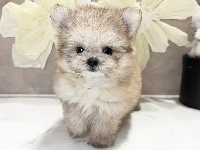 兵庫県のポメマル/マルポメ(ポメラニアン×マルチーズ) (ペッツファースト神戸三宮センター街店/2026年2月6日生まれ/男の子/クリームセーブル)の子犬
