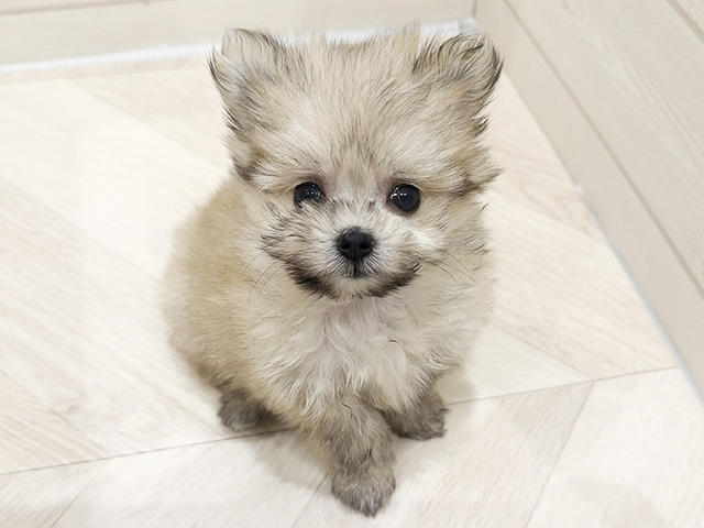 マルチーズミックス