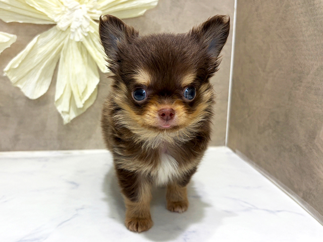 兵庫県のチワワ(ロング) (ペッツファースト神戸三宮センター街店/2026年2月6日生まれ/男の子/チョコレートタンホワイト)の子犬の1枚目の画像