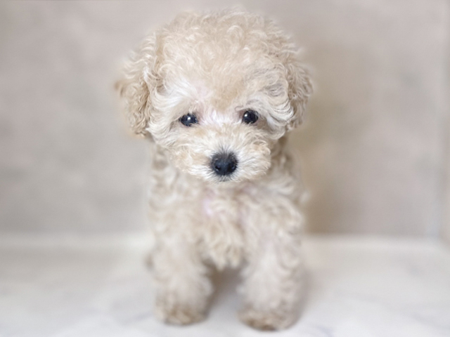 東京都のトイプードル(タイニー) (ペッツファーストららぽーと立川立飛店/2026年2月6日生まれ/女の子/カフェオレ)の子犬の1枚目の画像