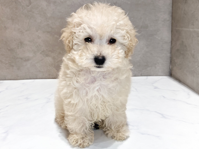 トイプードル