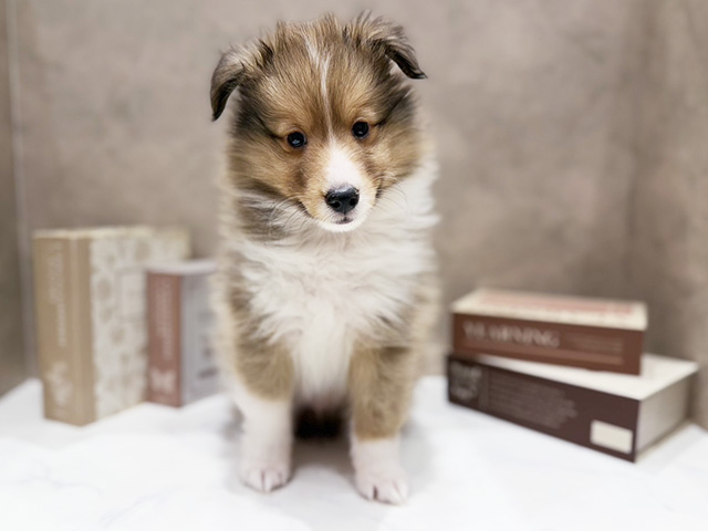 奈良県のシェットランドシープドッグ (ペッツファースト橿原店/2026年2月6日生まれ/男の子/セーブルホワイト)の子犬の1枚目の画像