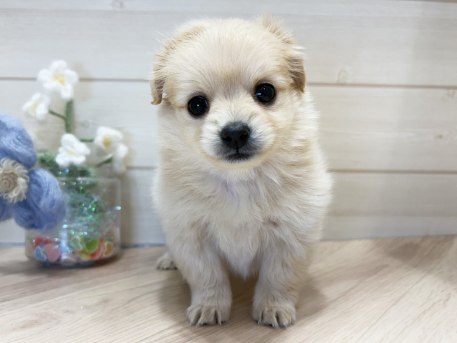 大阪府のポメックス(ポメラニアン×ダックス) (ペッツファーストららぽーと門真店/2026年2月5日生まれ/女の子/クリーム)の子犬の1枚目の画像