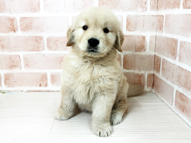 埼玉県のゴールデンレトリバー (ペッツファーストさいたま新都心店/2026年2月7日生まれ/男の子/ゴールデン)の子犬の1枚目の画像